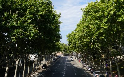 Día Internacional de los Bosques, 21 de marzo