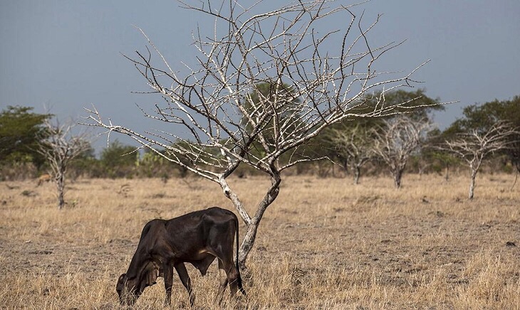 EQUO exige medidas contundentes contra la extinción de especies a causa del cambio climático