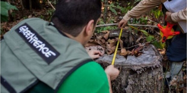 Varios países europeos importan madera ilegal desde la Amazonía