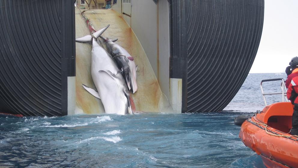 Noruega autoriza la captura de 1.278 ballenas pese a la prohibición internacional