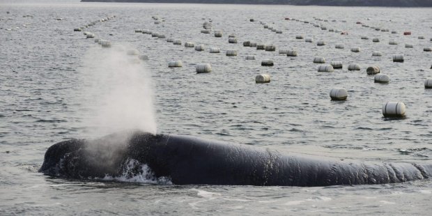 Los plásticos ingeridos matan a un grupo de ballenas pigmeas que llegaron a Taiwán 