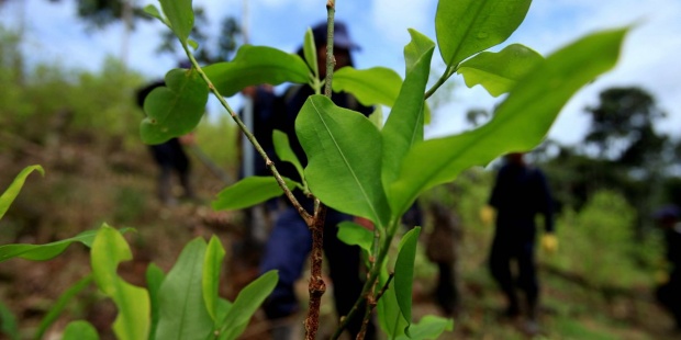 La ONU denuncia la deforestación causada por el narcotráfico en Centroamérica