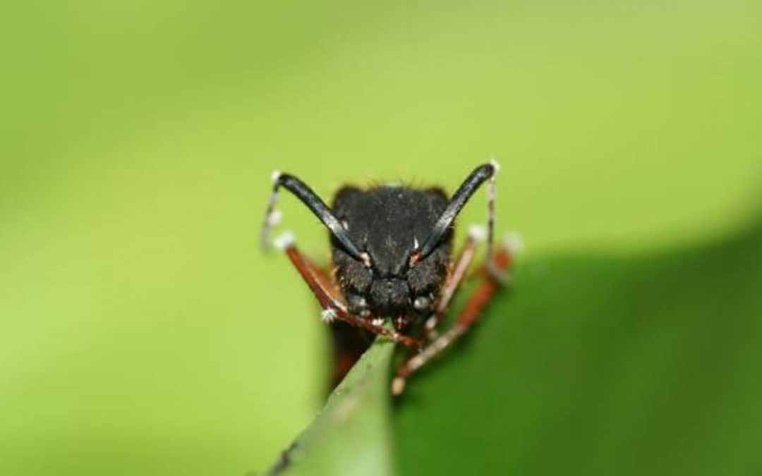 El cambio climático alteró a las hormigas zombi