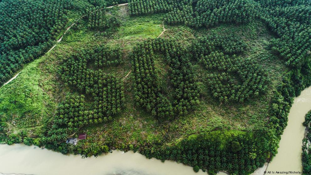 Biocombustibles: ¿buenos o malos para el ambiente?