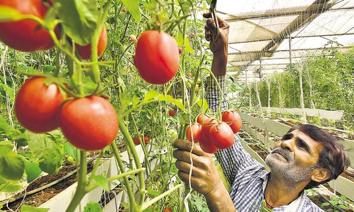 ﻿ El cambio climático generará complicaciones en la producción de verduras en Europa