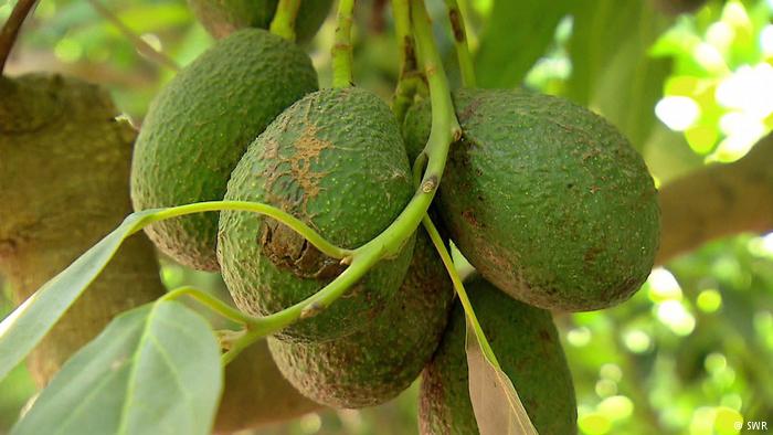 Chile: los inconvenientes del auge del aguacate