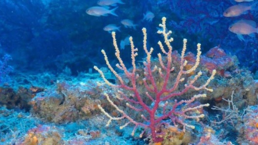 El cambio climático aumenta la mortandad de gorgonias en aguas catalanas