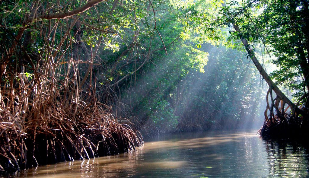 Áreas naturales protegidas del planeta están sometidas a actividades humanas dañinas