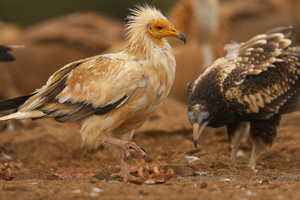 La Consejería de Ambiente español refuerza las medidas para prevenir el impacto de los parques eólicos en especies de aves como el alimoche
