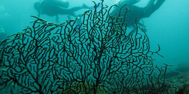 Las inundaciones sin arrecifes de coral provocarían daños más cuantiosos