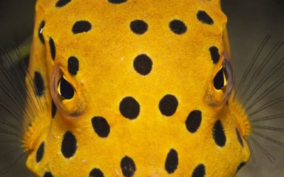 Día Mundial de los Océanos, 8 de junio