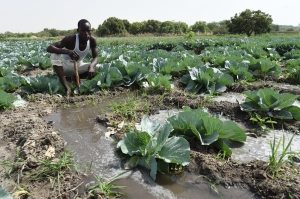 Países del Caribe preparan proyectos para movilizar “fondos verdes”
