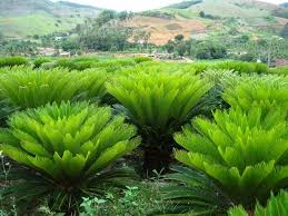 Identifican árboles en peligro de extinción por el cambio climático