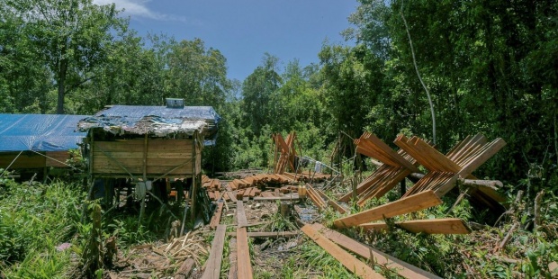 La tala ilegal amenaza un santuario de orangutanes en Indonesia