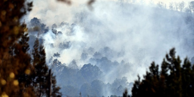 Especies autóctonas para gestionar los bosques frente al fuego