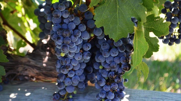 La adaptación de las uvas frente al cambio climático