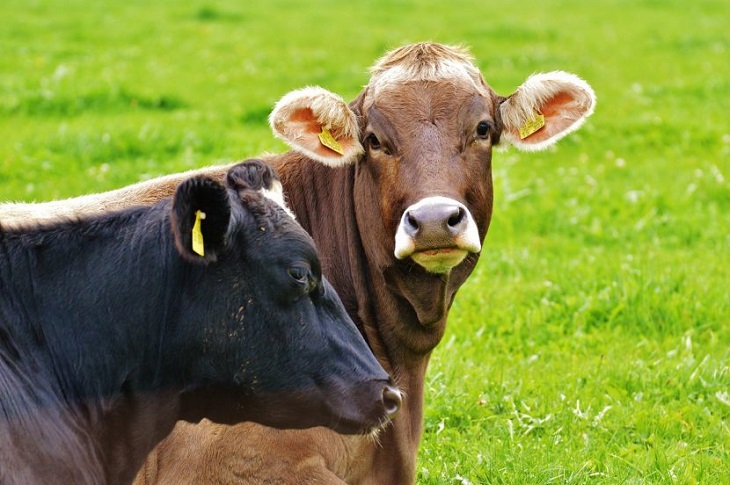 Carne de vaca y pescado de vivero: letales para el ambiente