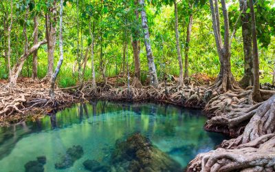 Día Internacional para la Defensa del Ecosistema Manglar – 26 de julio.