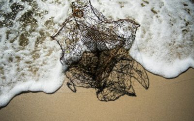 La ONU iniciará negociaciones para crear un tratado que proteja la alta mar