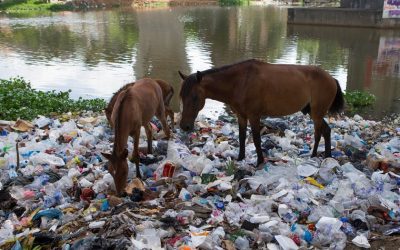 El ser humano es sólo el 0,01% de la vida en el planeta, pero es la especie más destructiva