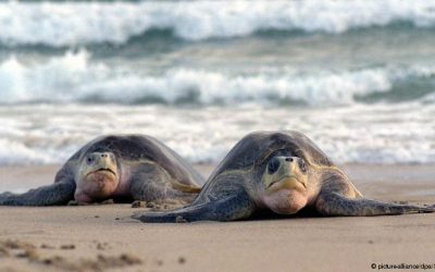 México: 300 tortugas en peligro de extinción murieron atrapadas en redes