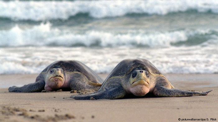 México: 300 tortugas en peligro de extinción murieron atrapadas en redes