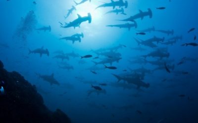 El mundo inicia la negociación de un gran tratado para proteger los océanos