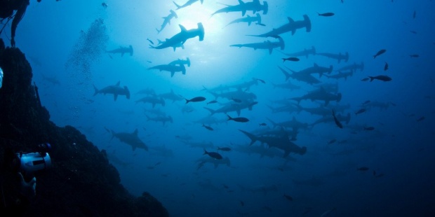 El mundo inicia la negociación de un gran tratado para proteger los océanos
