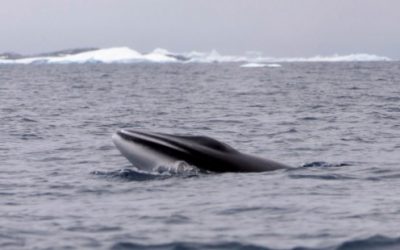 Japón cazó más de 50 ballenas en áreas protegidas de la Antártida, según WWF