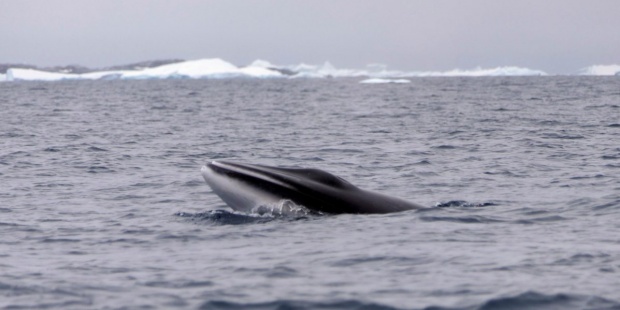 Japón cazó más de 50 ballenas en áreas protegidas de la Antártida, según WWF