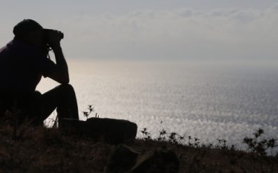 Expertos analizan los efectos del cambio climático en las migraciones de aves