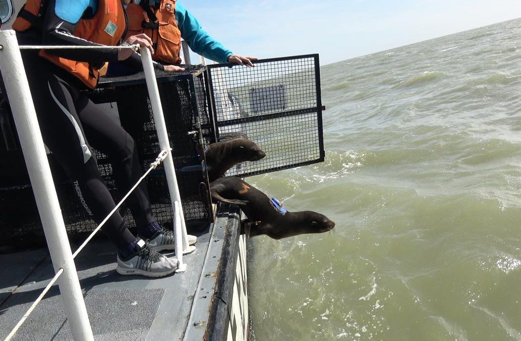 Por primera vez una investigación determinará la ruta y los movimientos de lobos marinos rehabilitados