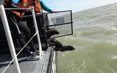 Por primera vez una investigación determinará la ruta y los movimientos de lobos marinos rehabilitados