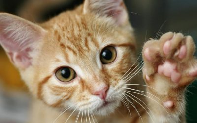 Un pueblo de Nueva Zelanda quiere prohibir los gatos para proteger el ambiente