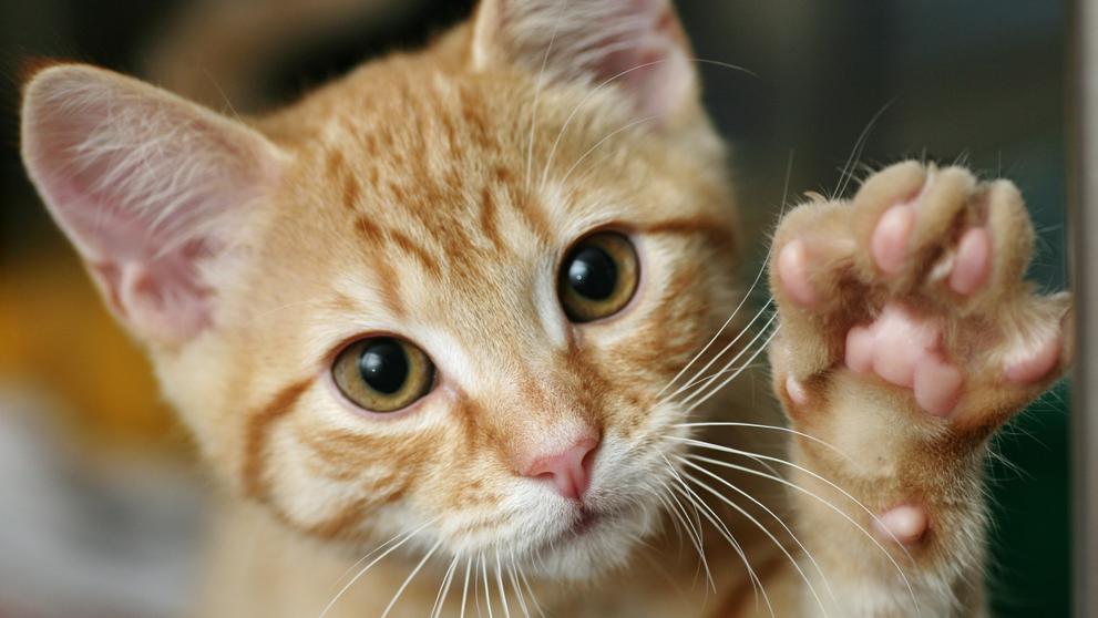 Un pueblo de Nueva Zelanda quiere prohibir los gatos para proteger el ambiente