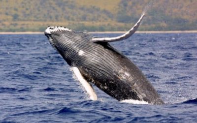 Descubren que el cambio climático atrae a las ballenas jorobadas al Mediterráneo