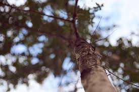 Cambio climático: un proyecto forestal en Corrientes compensa 500 mil toneladas de emisiones de dióxido de carbono
