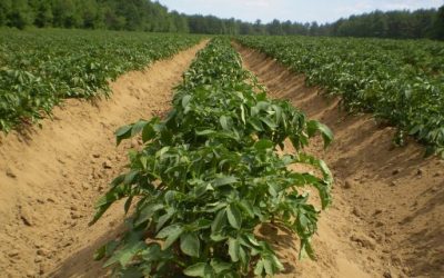 Plan Nacional de Suelos Agropecuarios