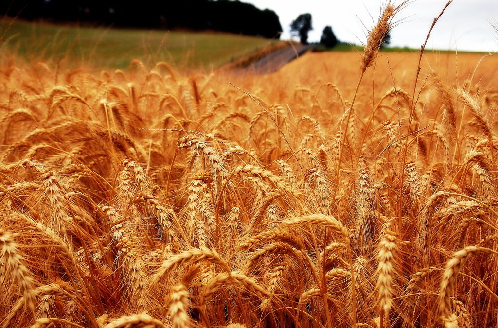 El cambio climático y el precio del pan conectados por una sola cosa: la voracidad de los insectos