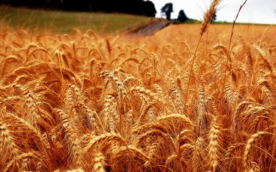 El cambio climático y el precio del pan conectados por una sola cosa: la voracidad de los insectos