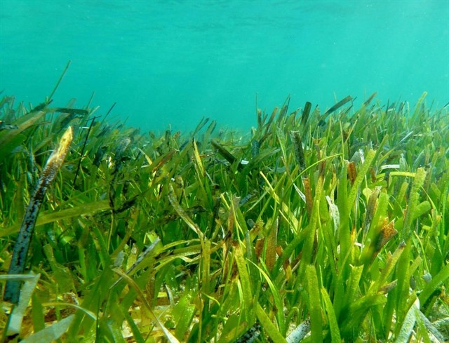 La UE anuncia 300 millones de euros para combatir la contaminación de los océanos