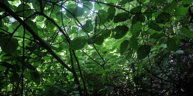 Consecuencias ambientales que dejaría el Tren Maya, según expertos