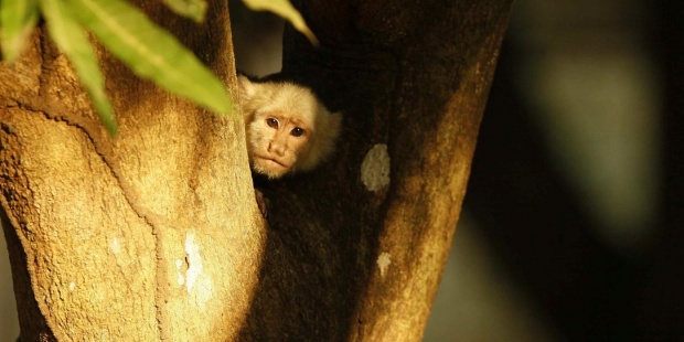 El cambio climático y las amenazas a la biodiversidad, objeto de un congreso mesoamericano