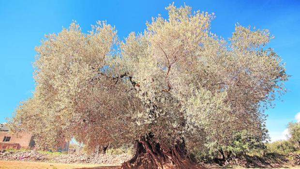 La tierra cultivada en España es insuficiente para abastecer el consumo del país