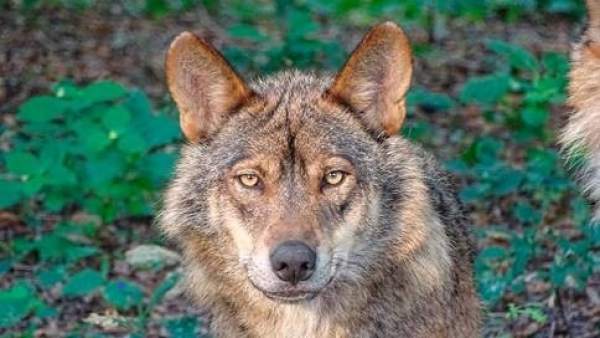 Madrid desoye a los ganaderos y no permitirá matar lobos