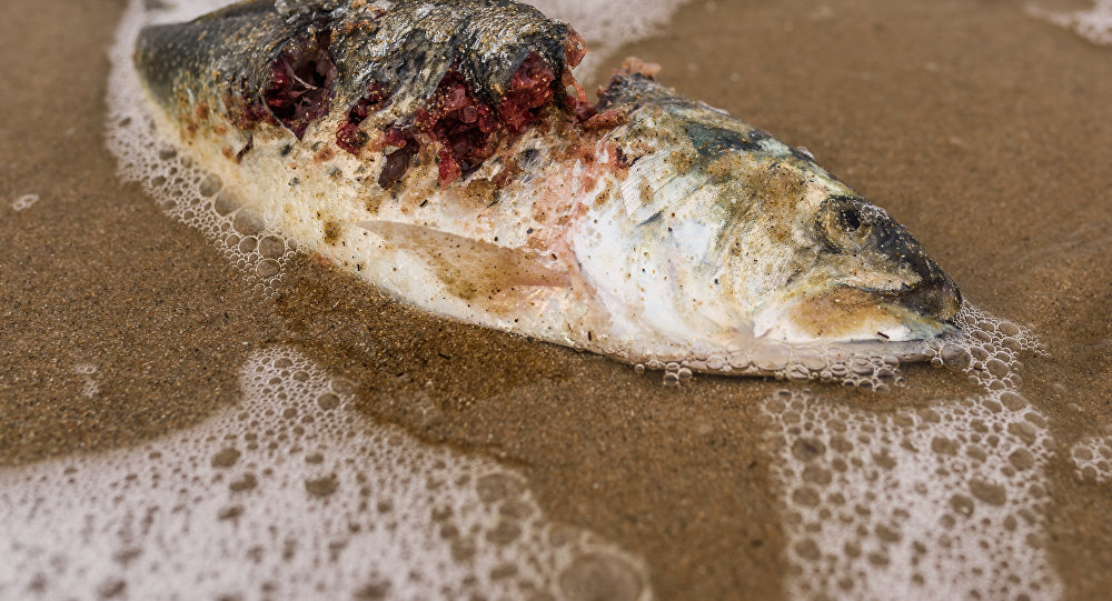 Compañía noruega propulsará sus cruceros con peces muertos