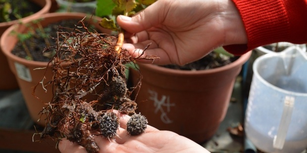 Investigadora analiza plantas nativas para restaurar suelos volcánicos