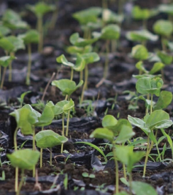 Un tercio de las plantas no son preservables en bancos de semillas
