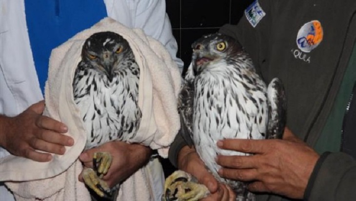España y Bulgaria colaboran en favor del águila de Bonelli