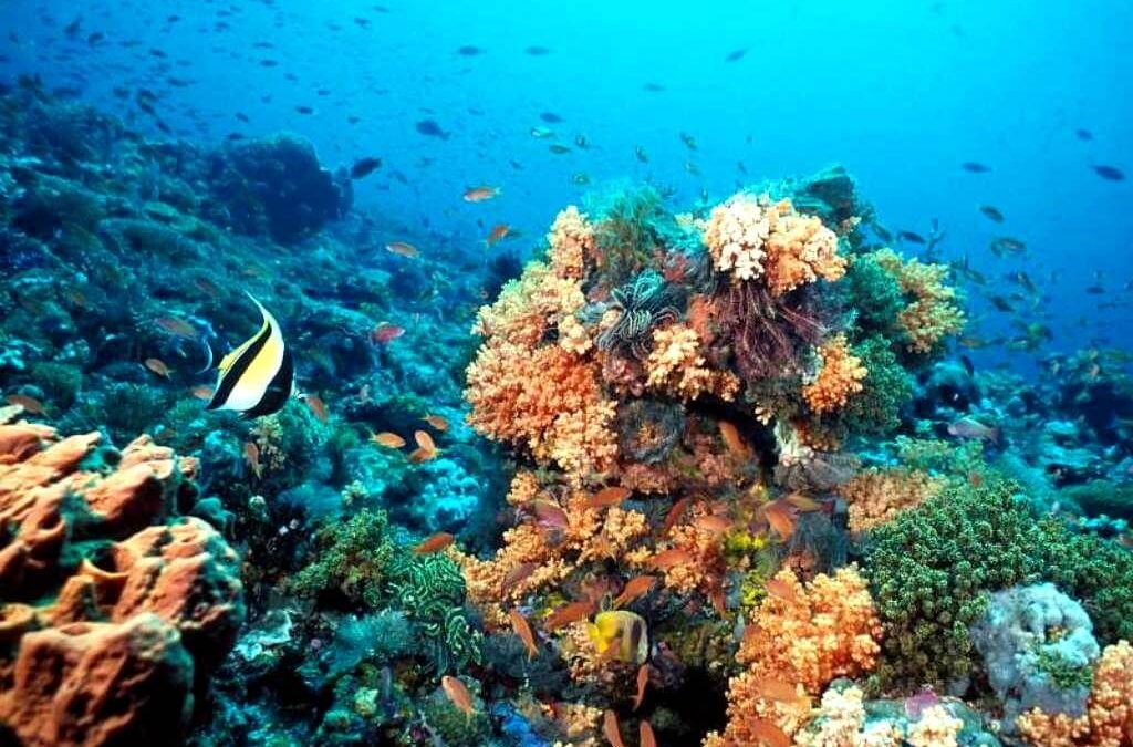El sistema arrecifal veracruzano: un área natural protegida en crisis